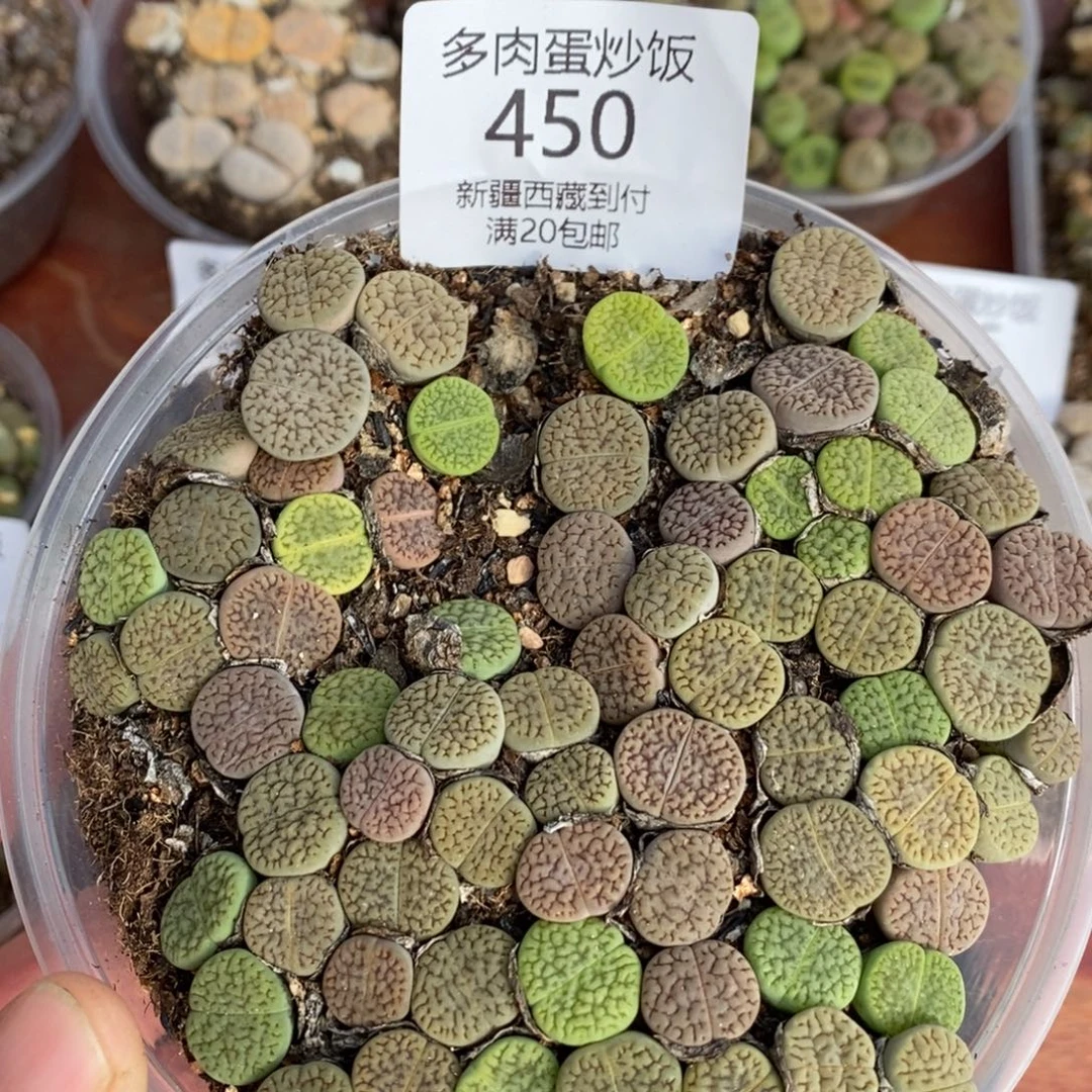 感谢您的支持，00450