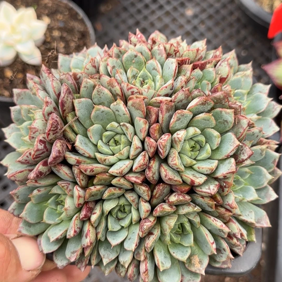 血滴子惊鸿一物一拍包装收缩花旱