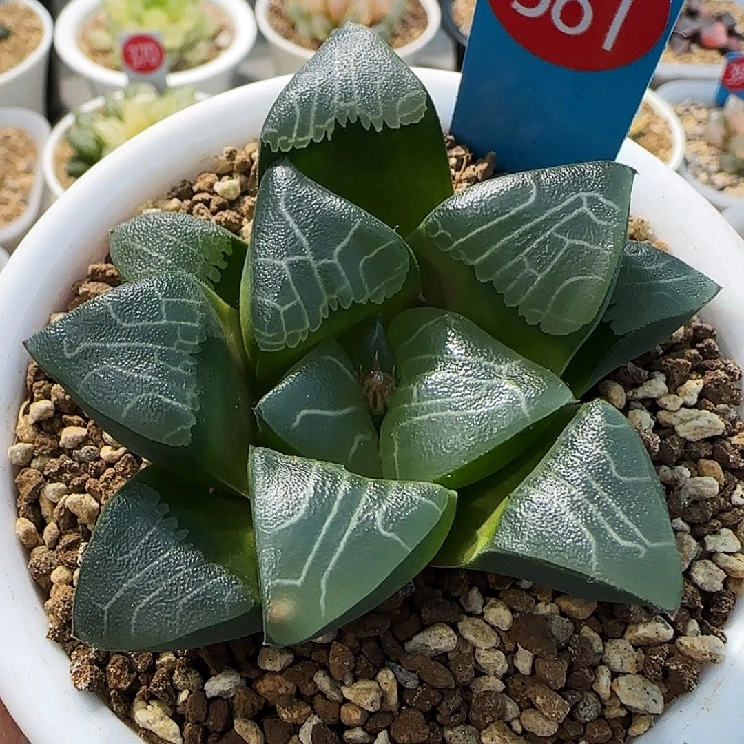 381号实生克一物一拍带盆土