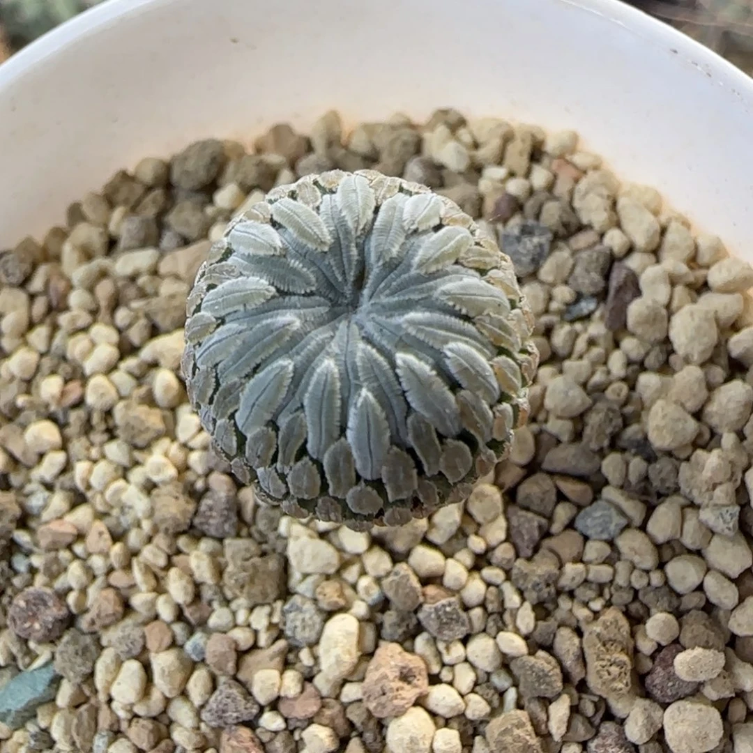 013实生精巧丸1.6厘米