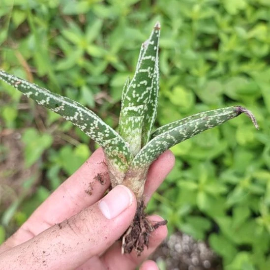 芦荟一颗价！！！！芦荟
