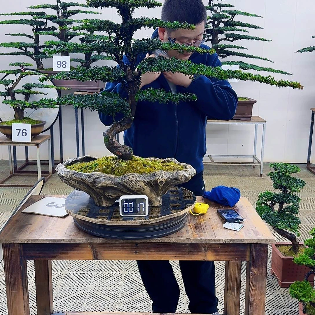 无花朵珍珠红芽罗汉松造型盆景