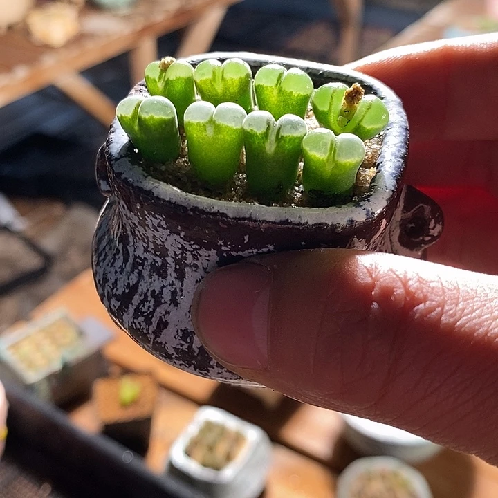 30324。  一组极窗风铃。