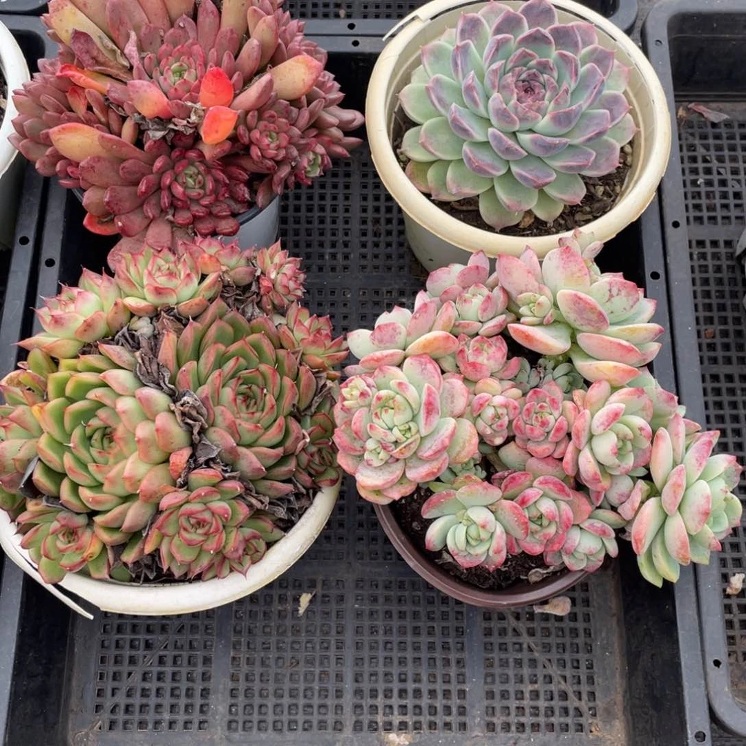 一物一拍 一筐四棵