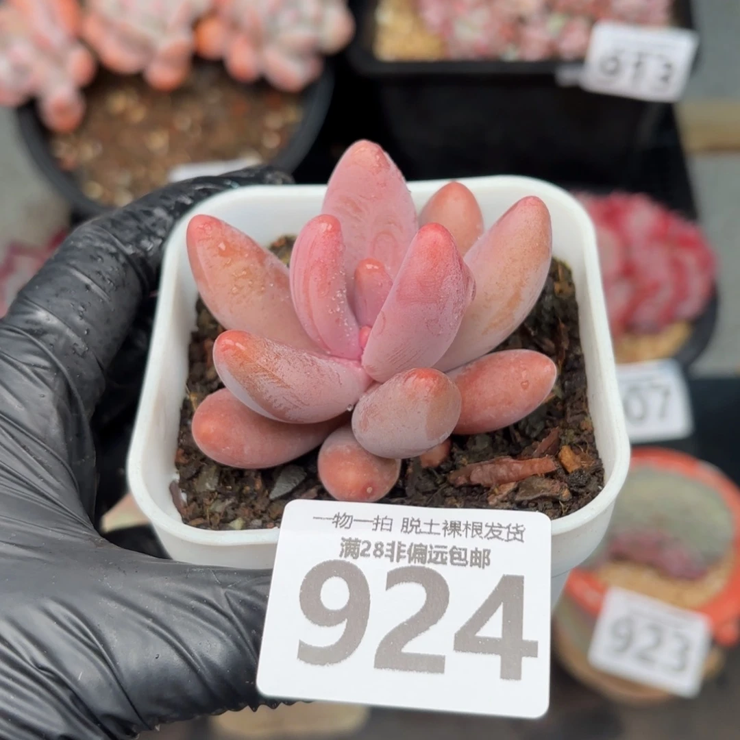 红手指无盆土发货