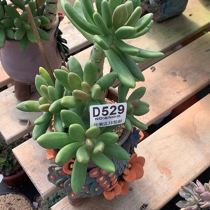 臭***活芒果奶自然群 529 基地已转处理 玻璃勿扰