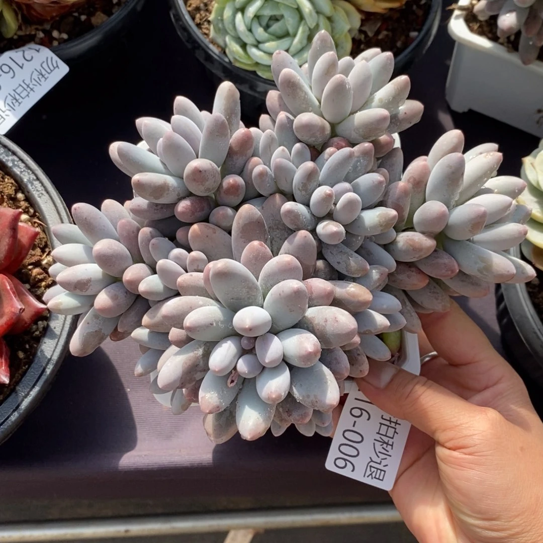 两单包邮1216-6汤圆