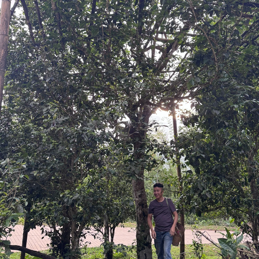 2025年 头春老曼夕175号古树单株 普洱茶（生茶）散茶