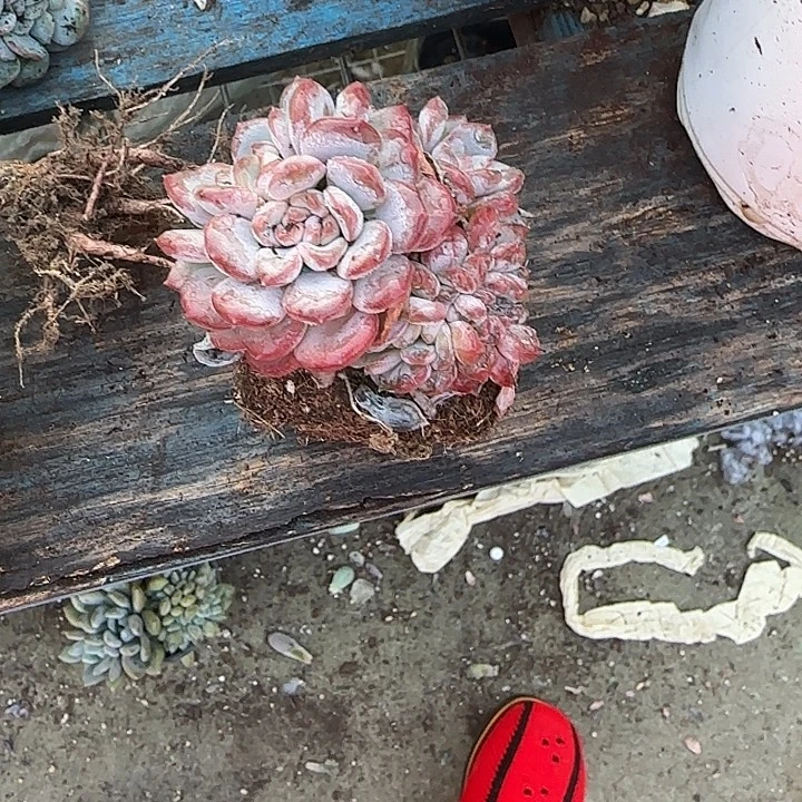 怡***0青蛙王子儿童牙膏。