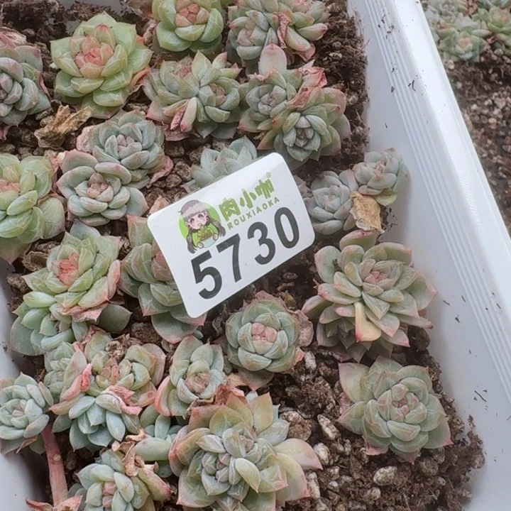 博**皇多肉植物多肉植物