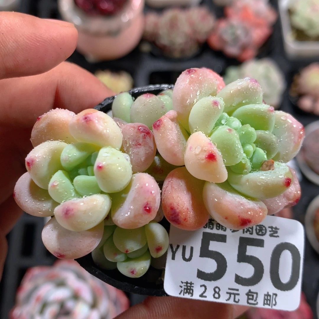 5CM拇指盆精控多肉YU550