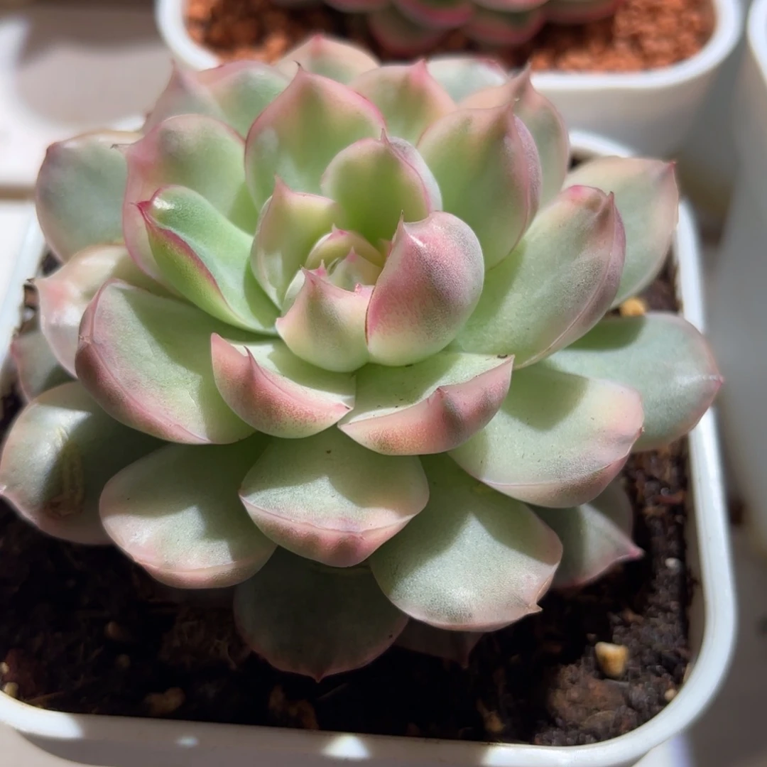 草莓蛋糕锦多肉植物