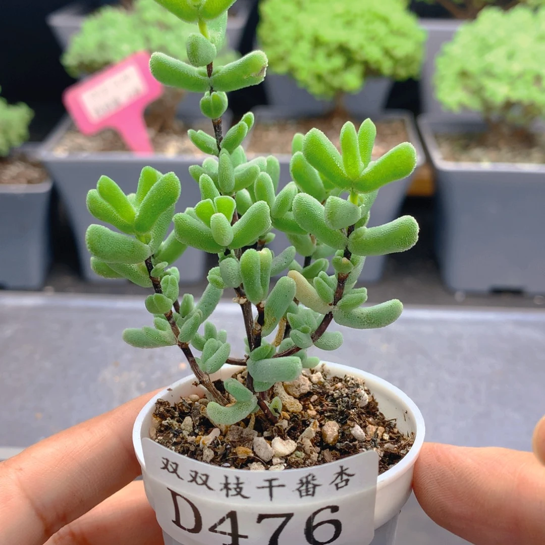476虾钳。