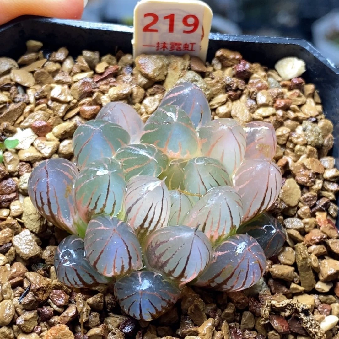 219号糊斑霓虹灯玉露锦