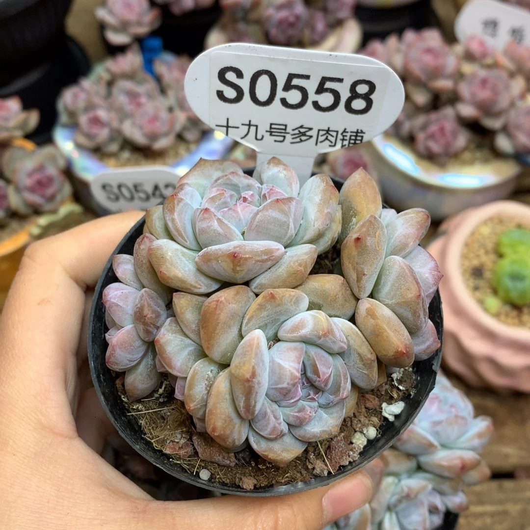 S0558 突尼斯 一头一桩