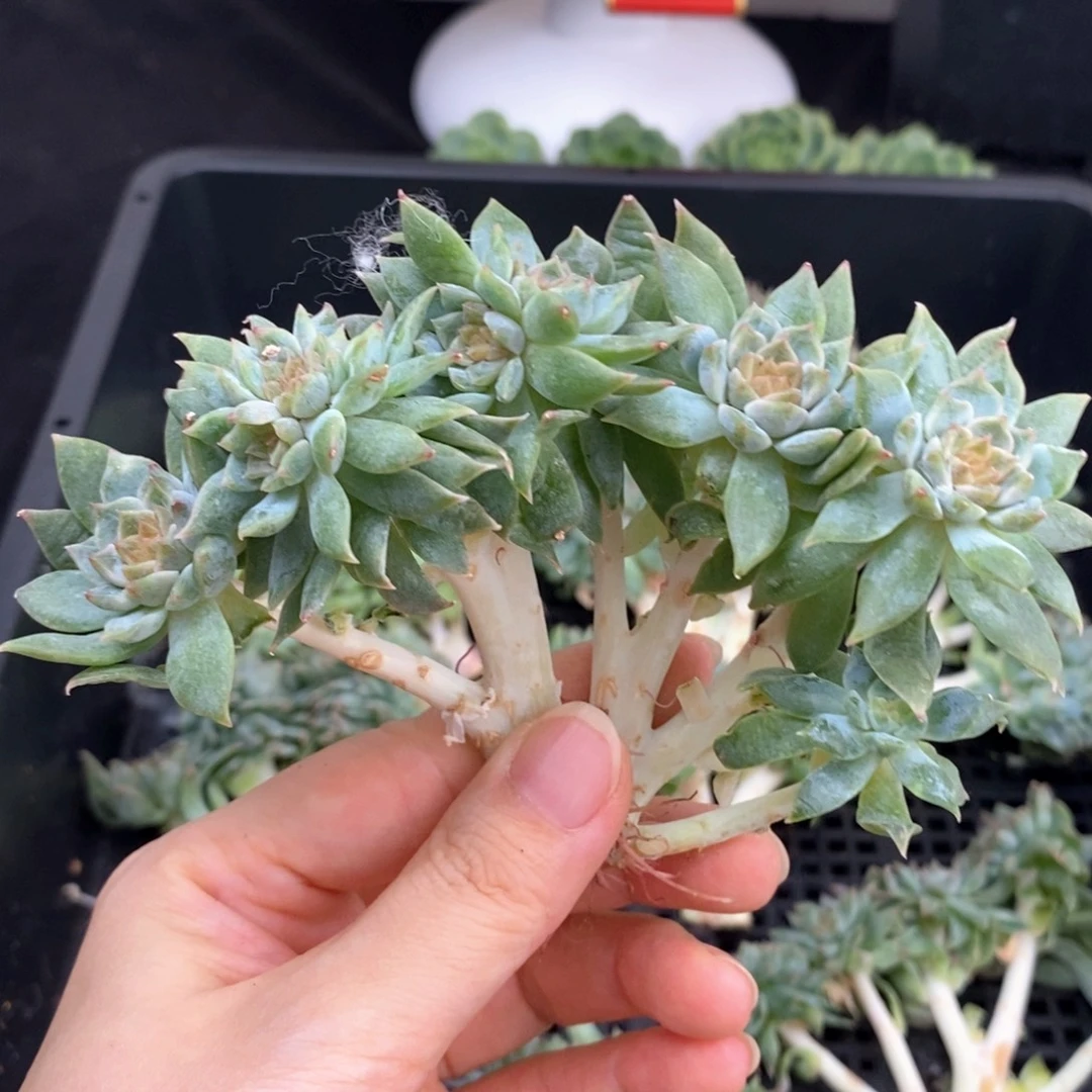 嫁接冰魄小树一颗