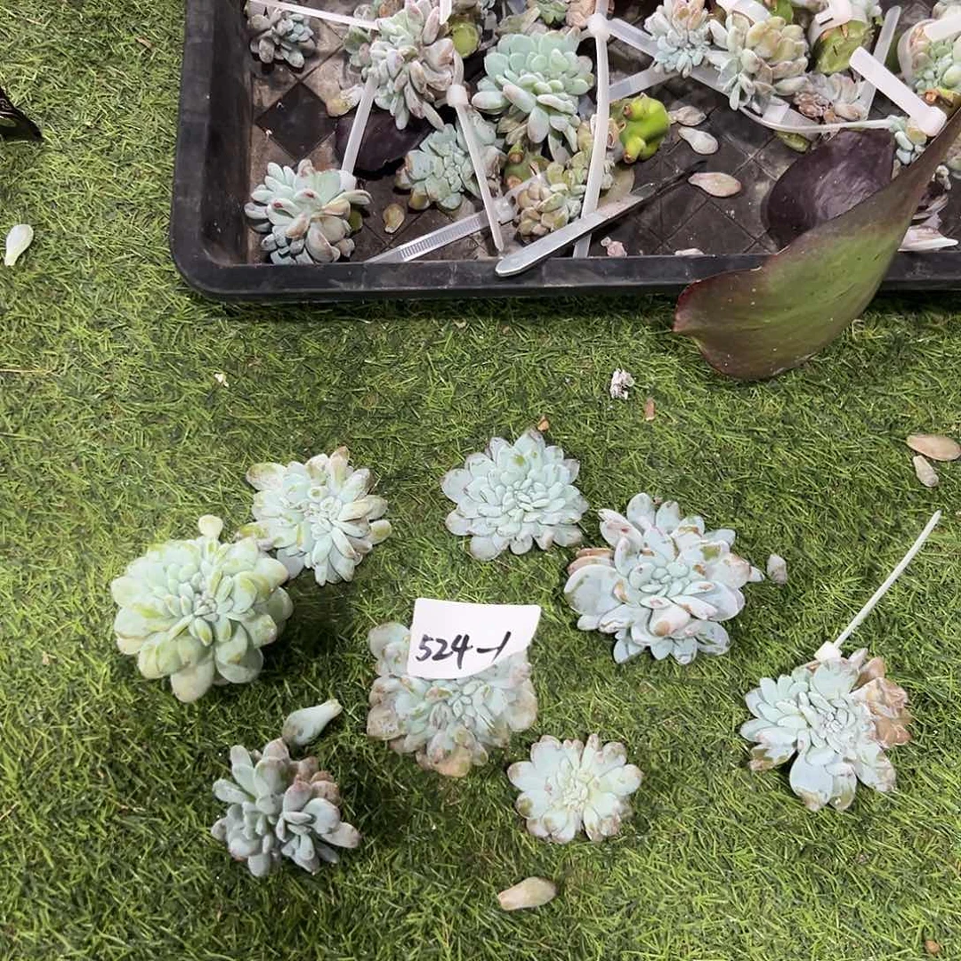 524-1小雪莲缀化随机默认寄养
