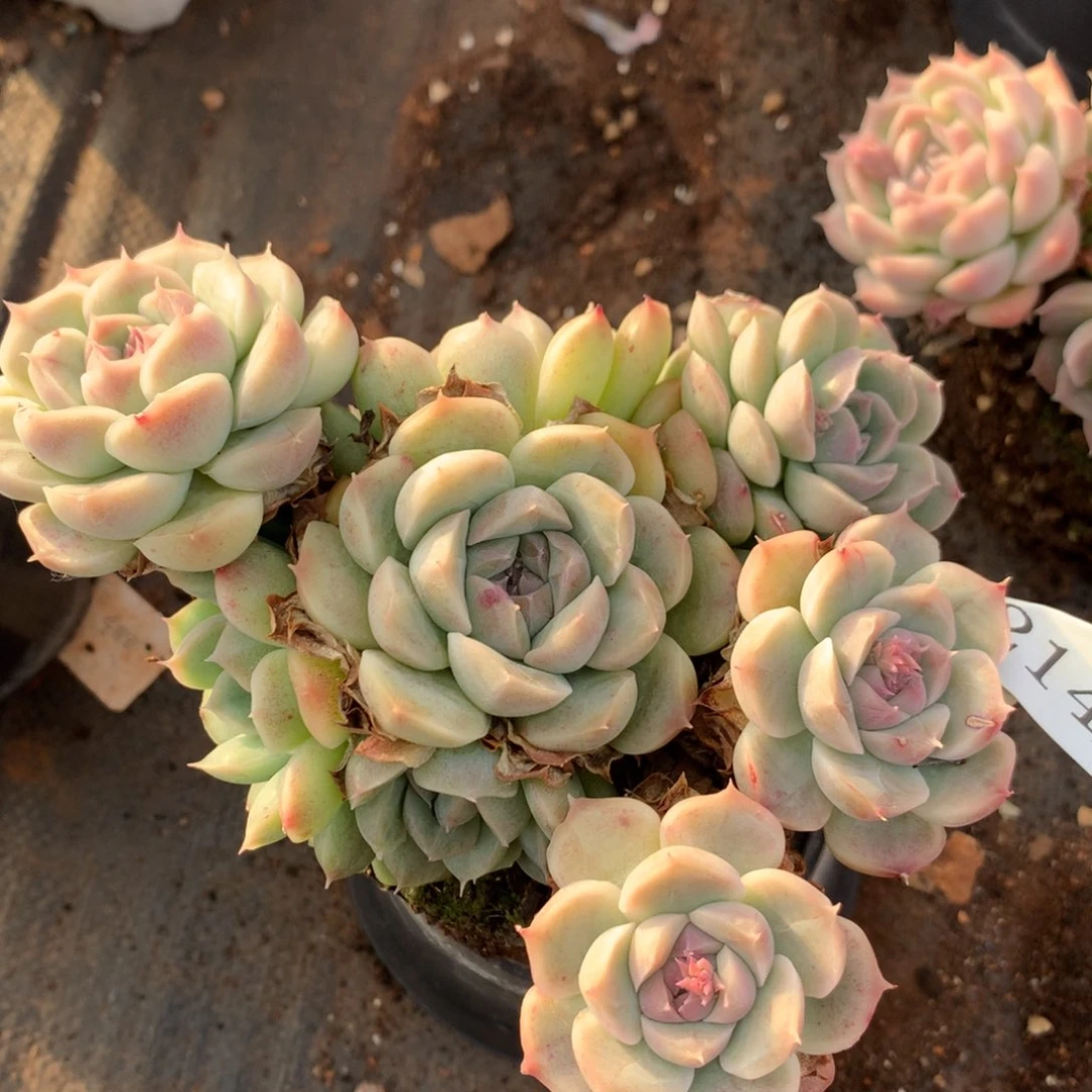 2145新年快乐发发发