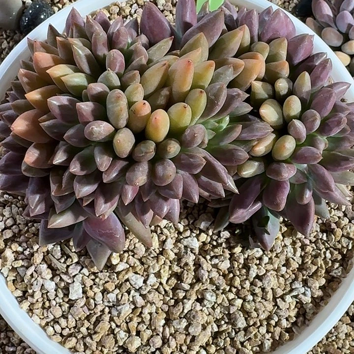 枯***春逢春桃花源缀化寄养