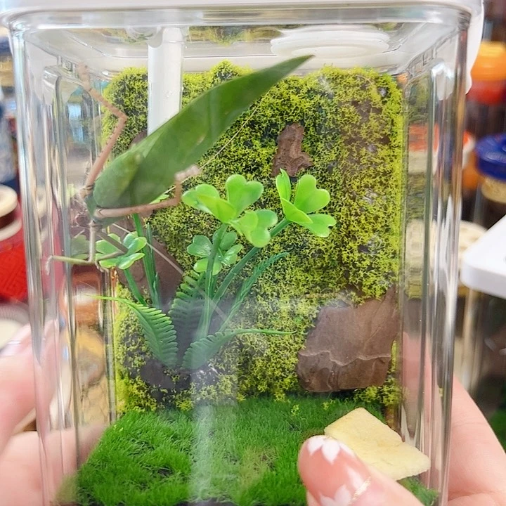 哈哈哈生态箱带素背一个