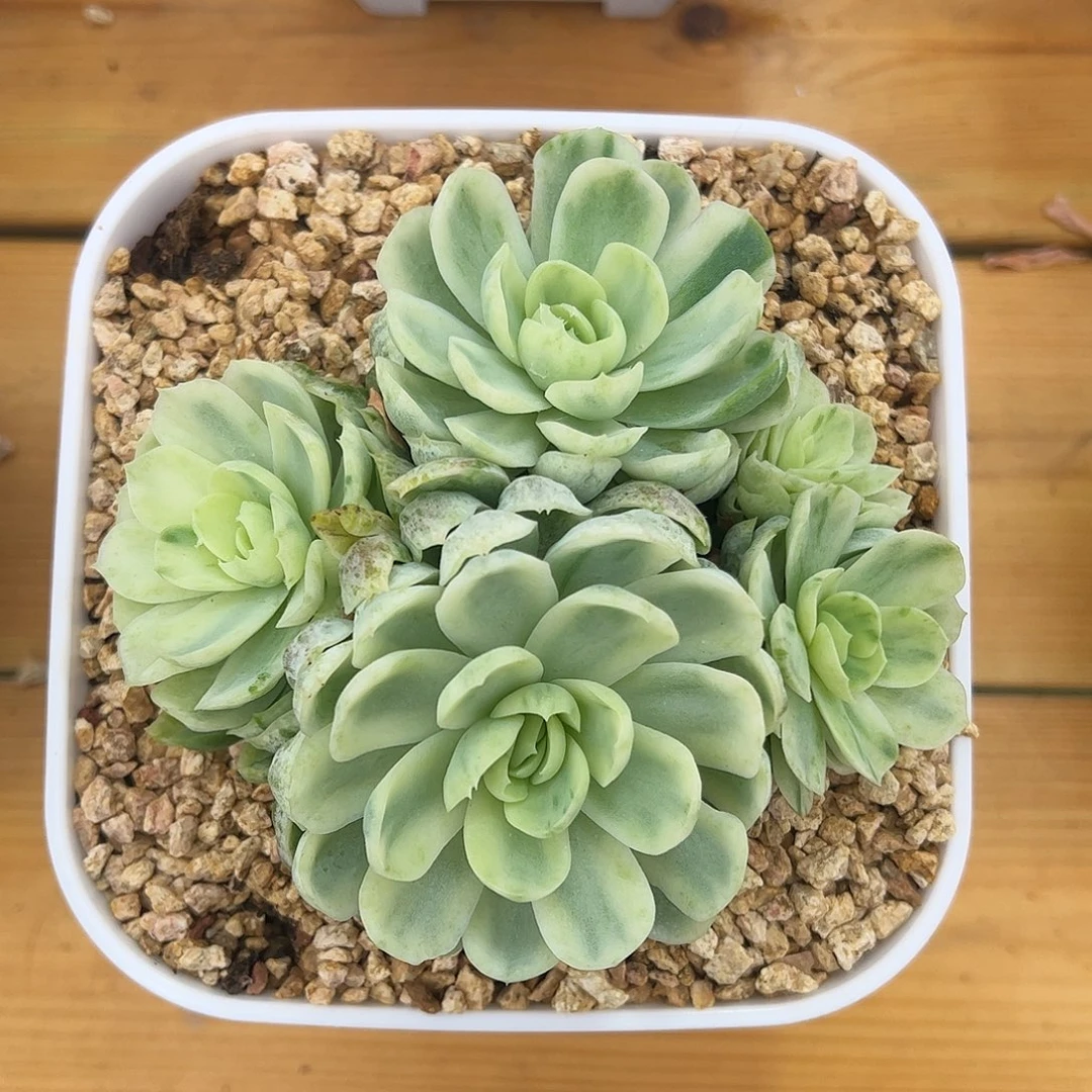 贝瑞锦 婕宝一物一拍