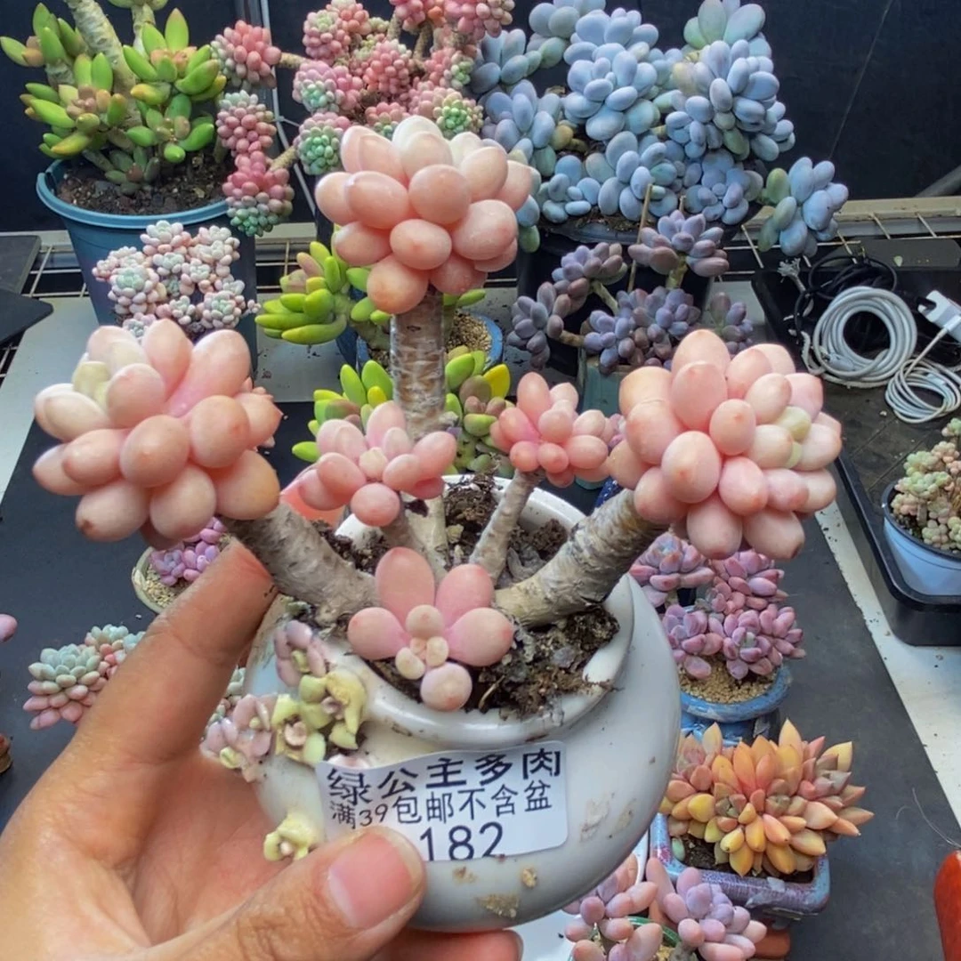 182鱼子酱多肉7c m
