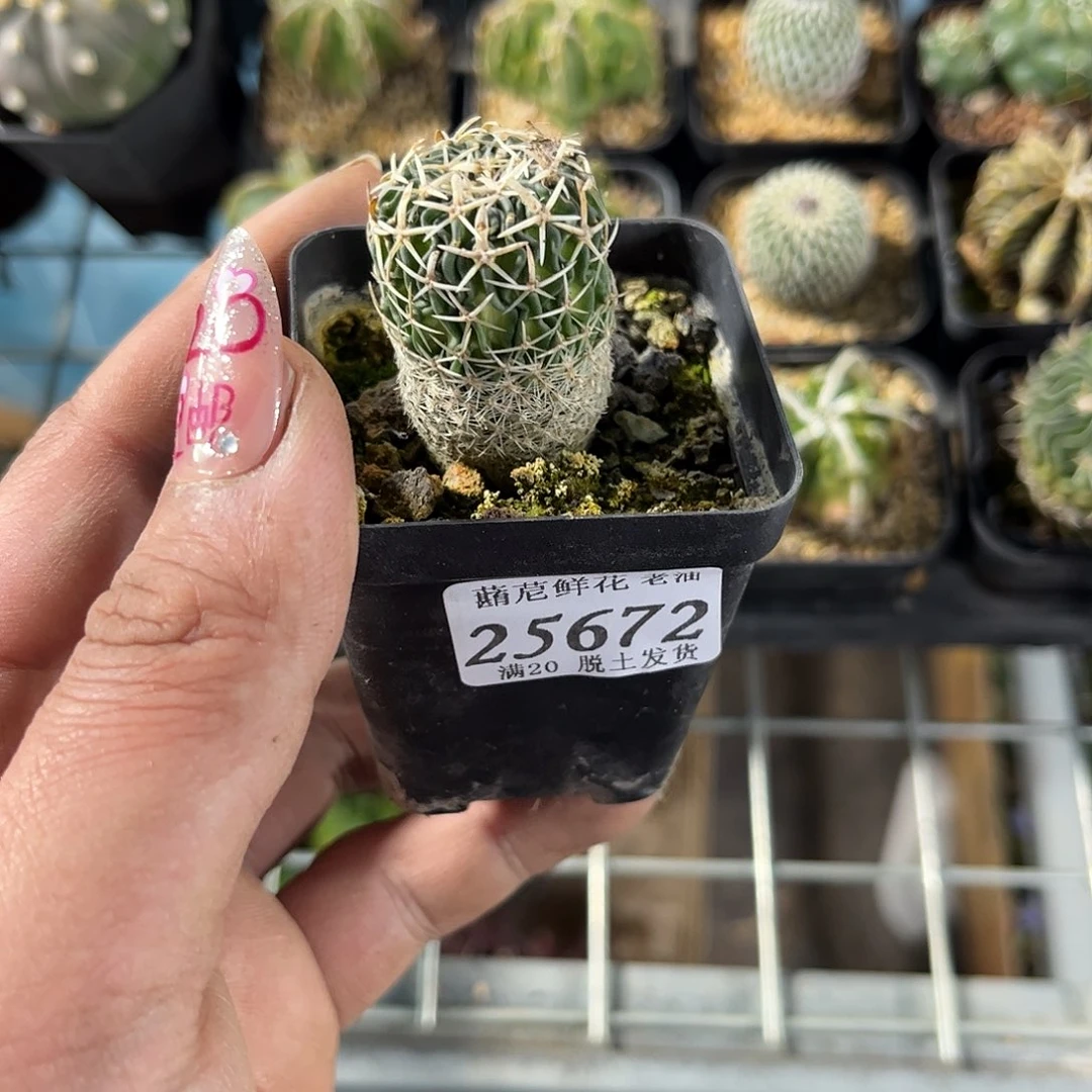 糊**镇25672一物一拍单头