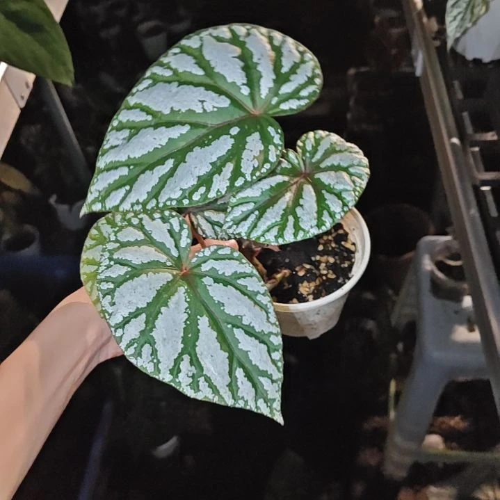 热舞女秋海棠一物一拍