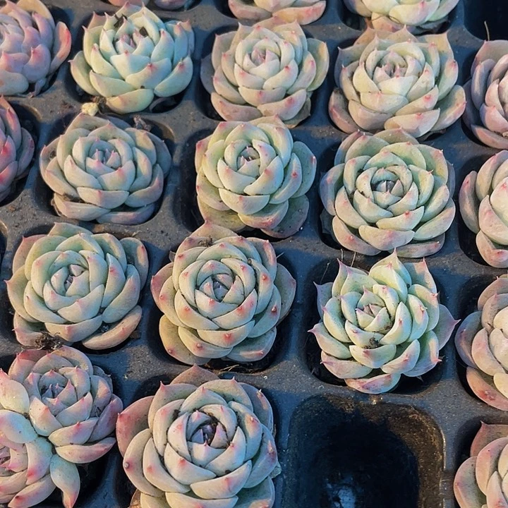 小粉色提示1元带土发