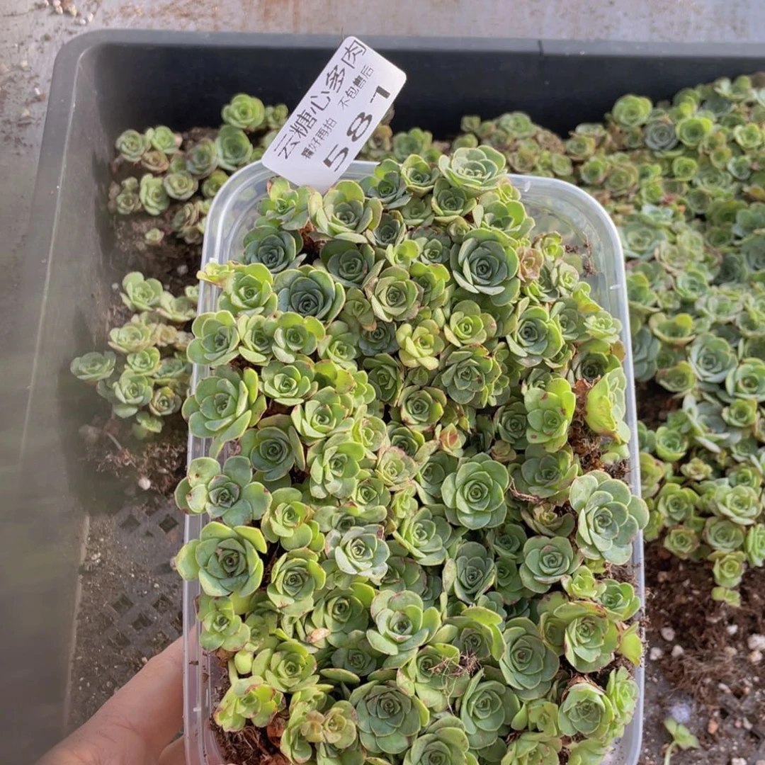 云糖心多肉植物581