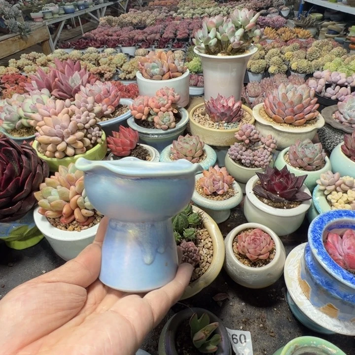 特价花盆满50发货 内口7