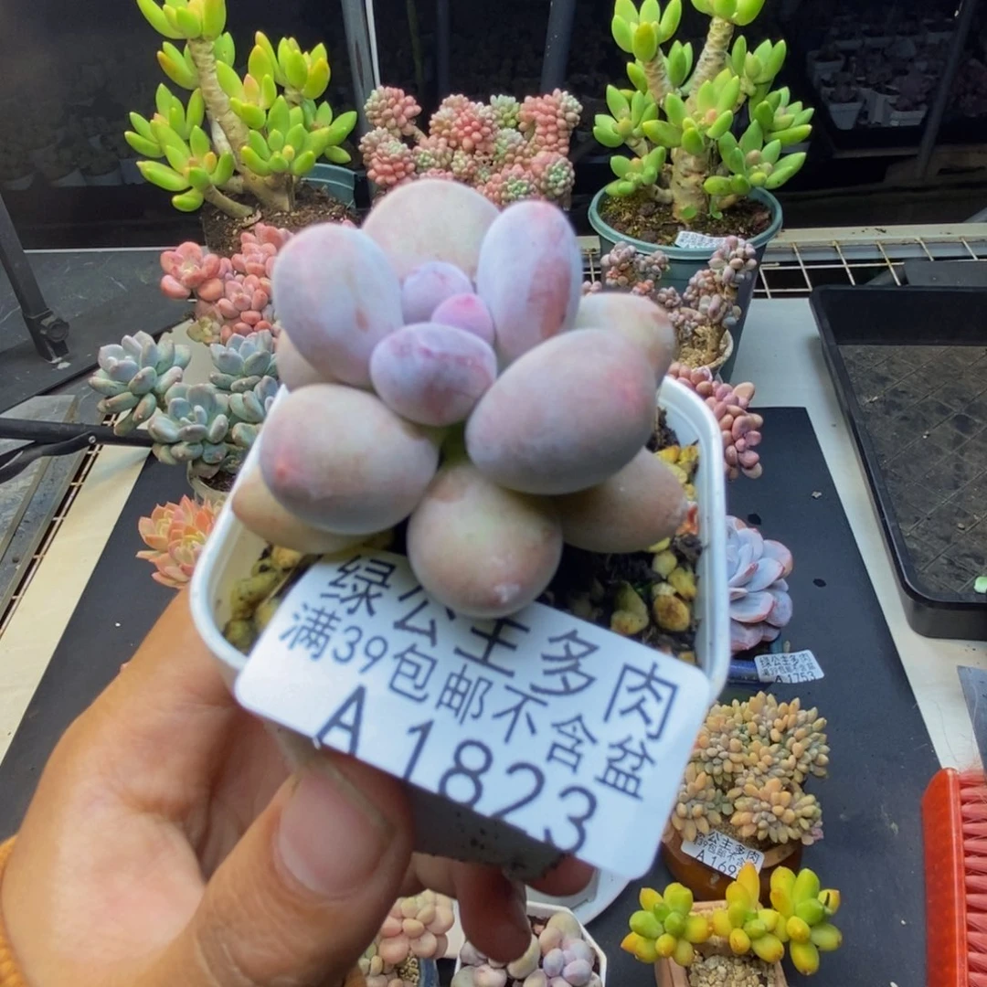 823糖豆奶多肉4c m