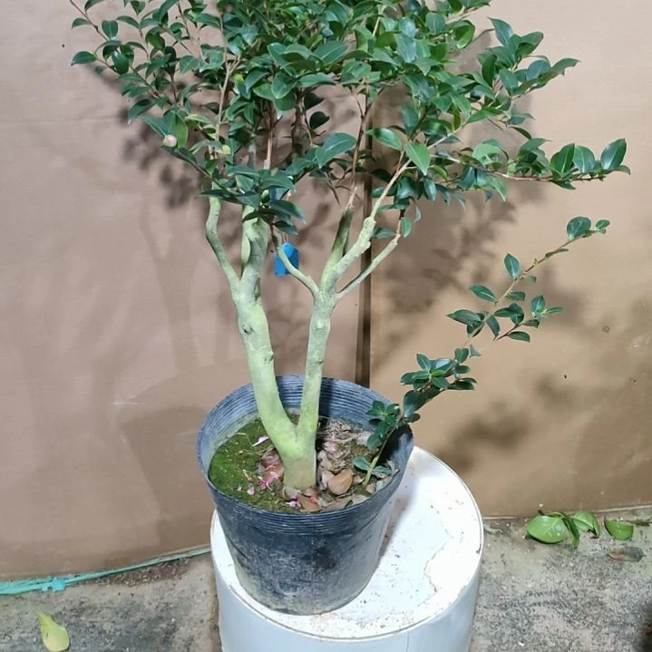 379英八，丁字车，原盆原土发货，不包邮