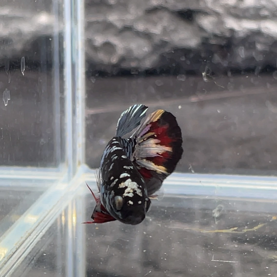 斗鱼黑金豹将军公