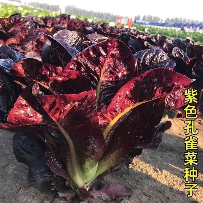 紫孔雀菜罗马直立生菜新鲜蔬菜沙拉菜生吃甜脆多汁农家种孔雀菜种