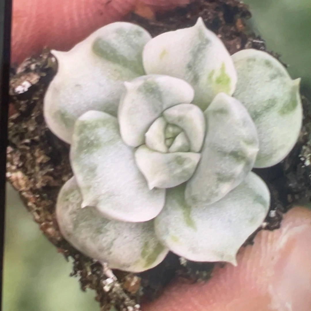 那***光独家花脸锦，侧头预定