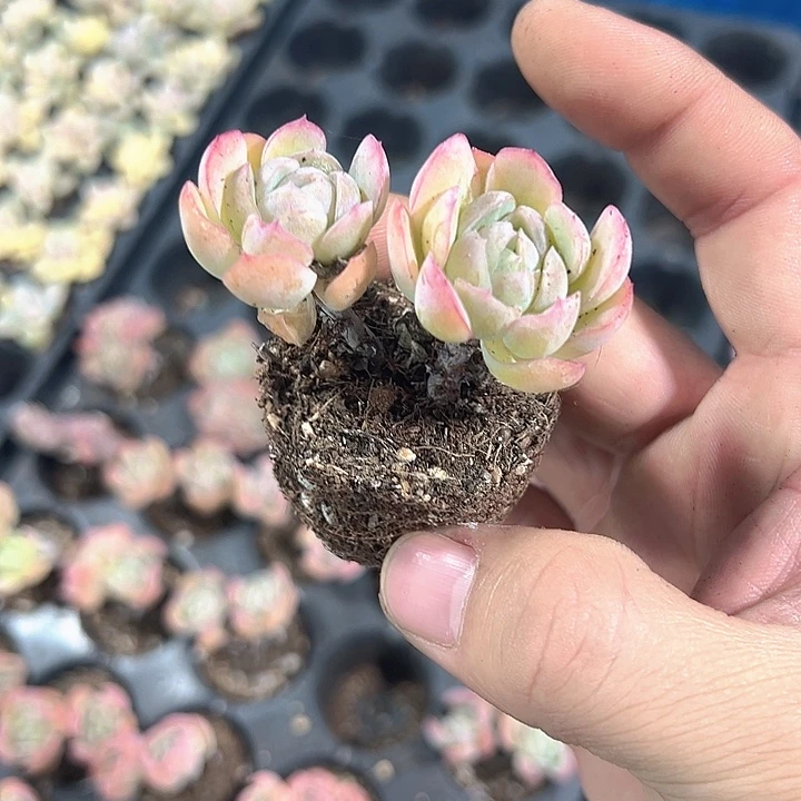 奶油贝瑞 满10颗包邮