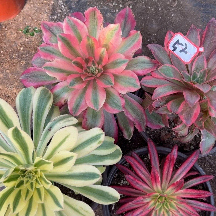 多肉植物52不售后