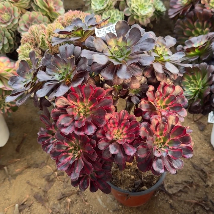 香奈儿阴阳375官服25左右2