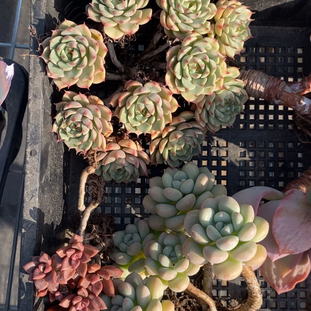 【闪购商品】欣*粉丝福利