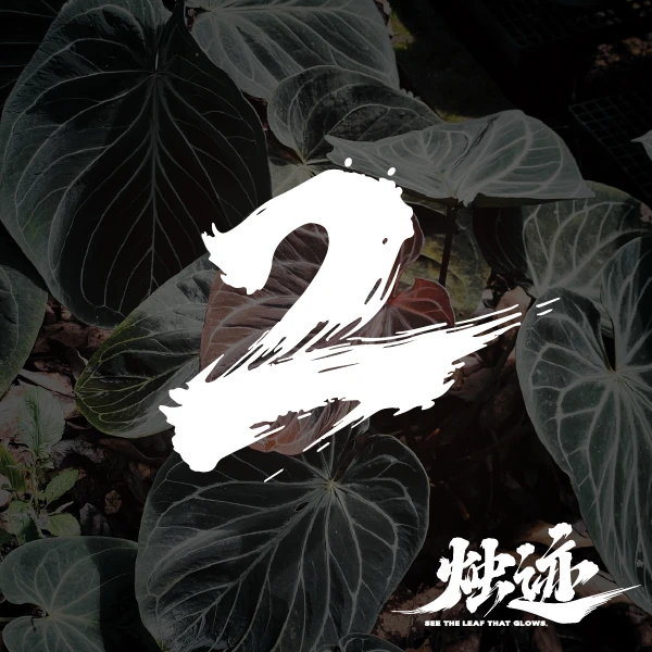 天南星科花烛，优选花烛，室内植物，热植