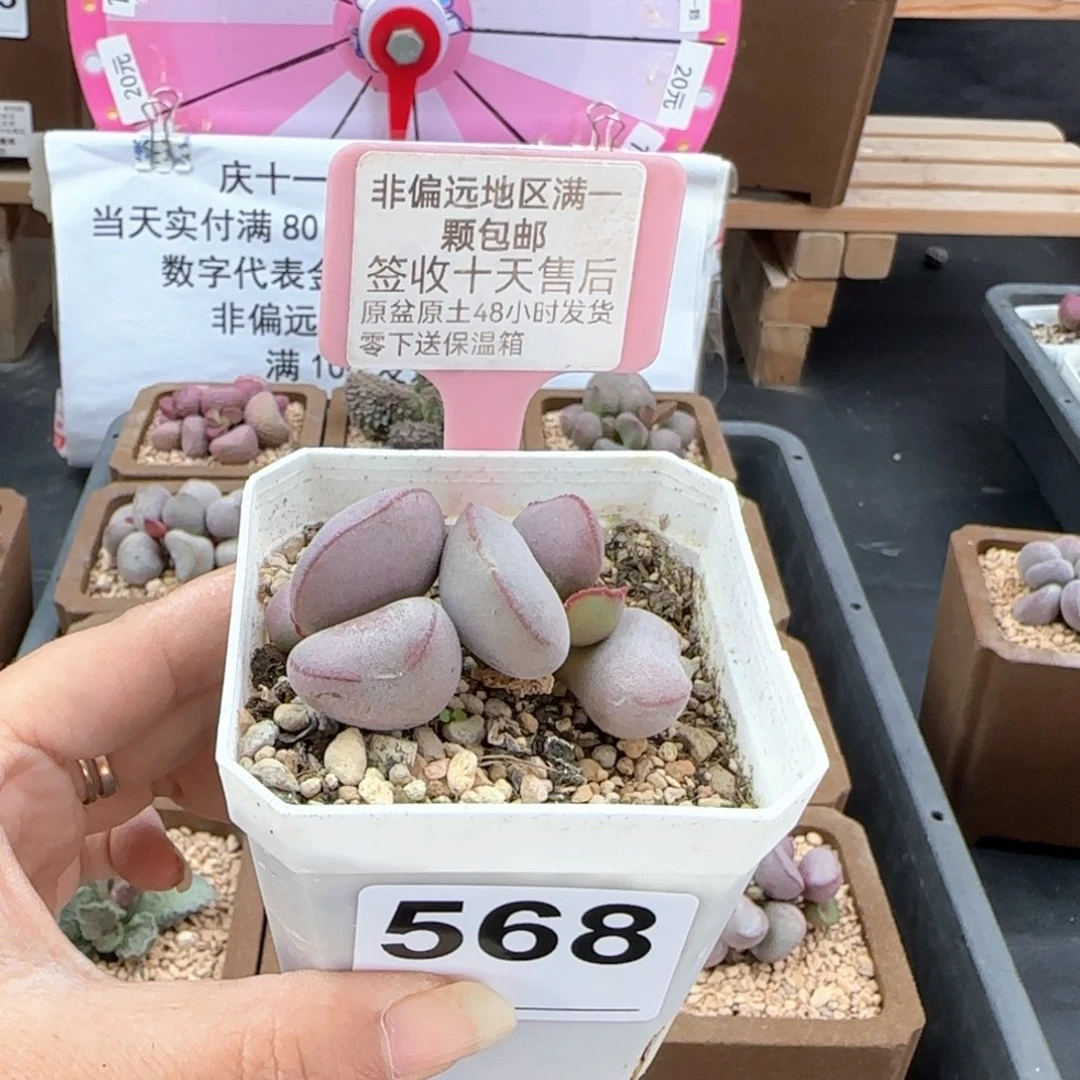 268白肌红蛋多肉植物