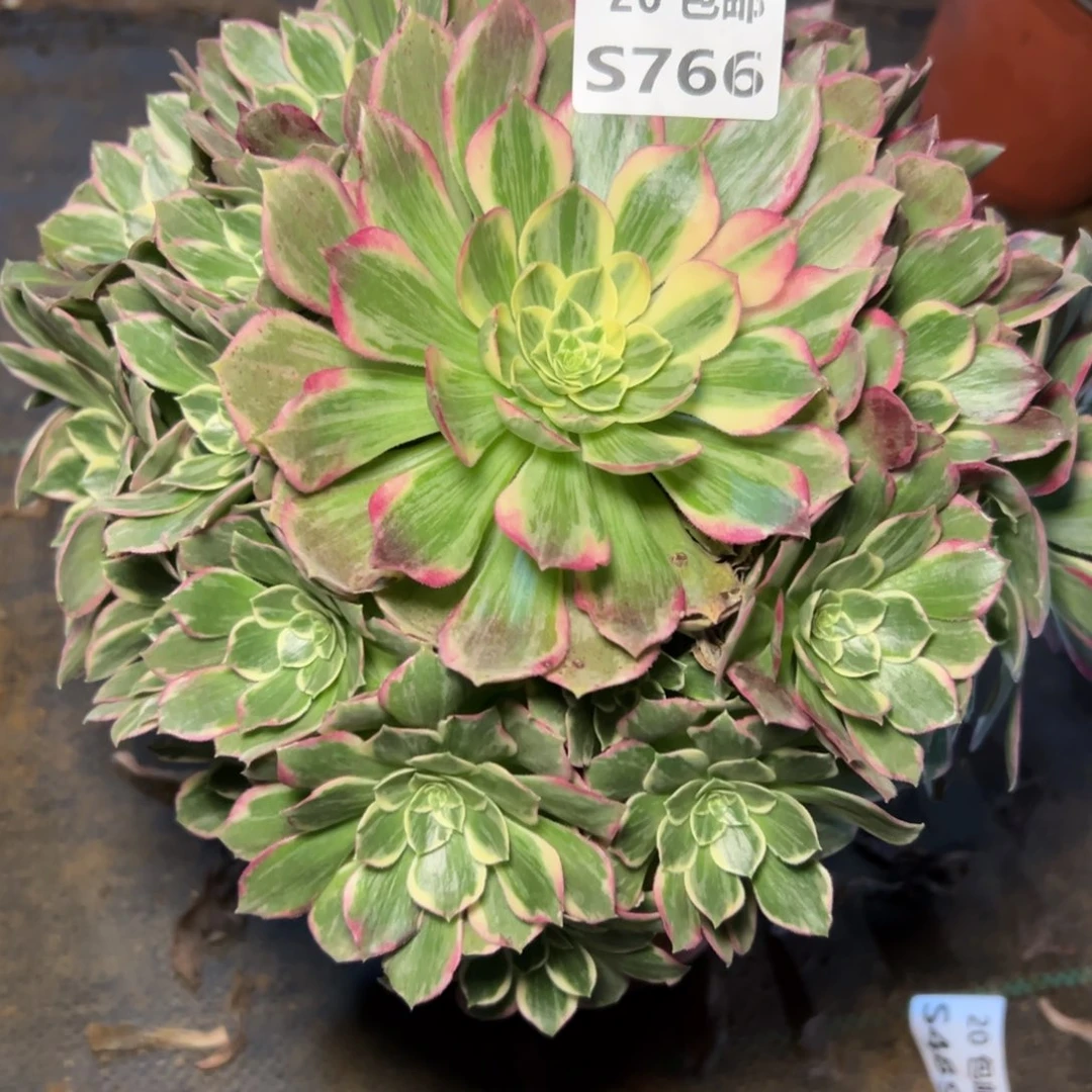 766万花筒，多肉法师