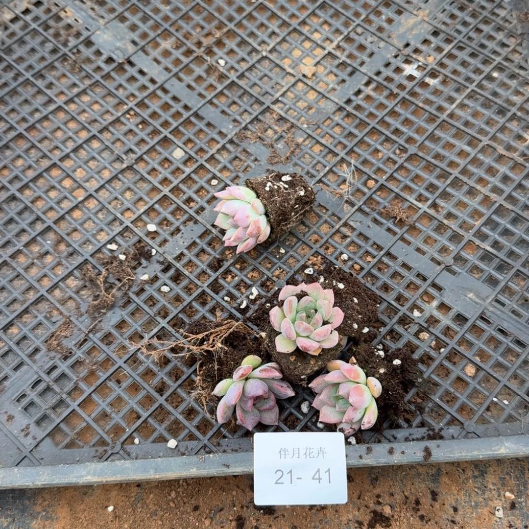 21-41宽叶红麦秆杂交梦露十棵量拍