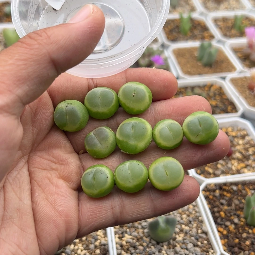 11.7拉登多肉植物220
