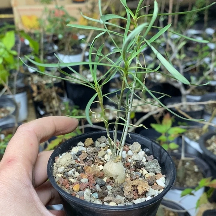 柳叶麒麟带盆土发货