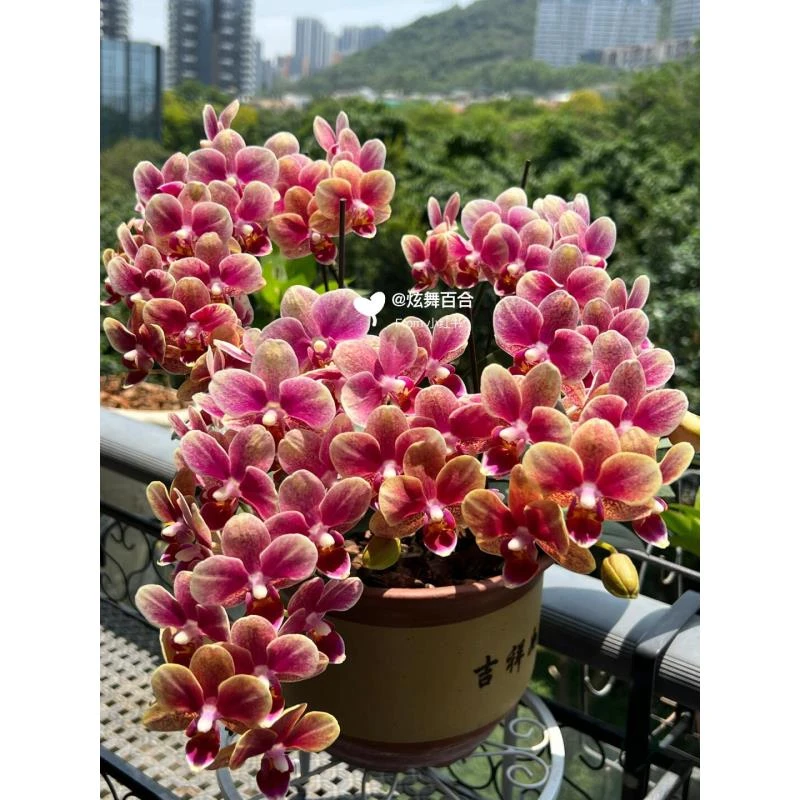 3个花剑 蜡质花【绿叶金蝶】3.0寸蝴蝶兰花期6-7个月左右