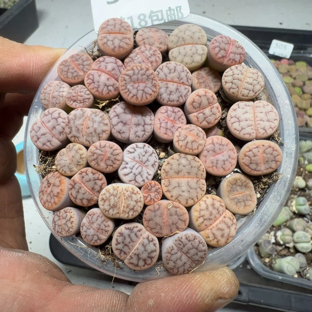 【闪购商品】 508。