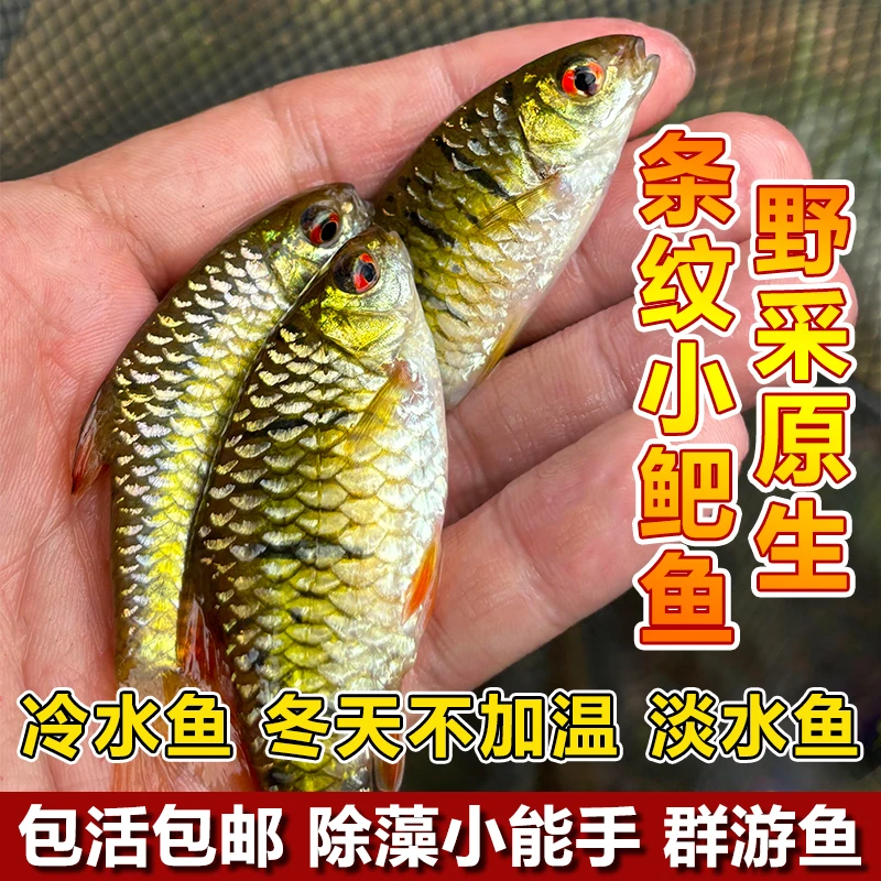 松姐的条纹小鲃 群游鱼 伴侣混养清洁鱼 除藻工具鱼 食蚊鱼淡水鱼