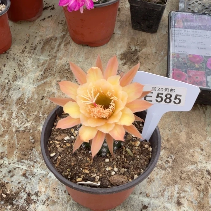 E585瑕疵王子一颗